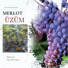 Tüplü Merlot Üzüm Fidanı 4 Yaş 5-7