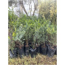 Tüplü Murt( Beyaz Hambeles) Boy: 70-90 cm