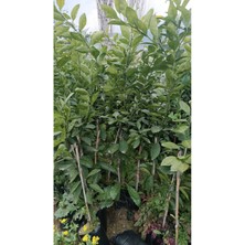 Tüplü Aşılı Enterdonat Limon 2 Yaş Boy 90-110 cm