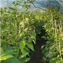 Tüplü Salkım Iri Meyveli Zutano Avokado Fidanı