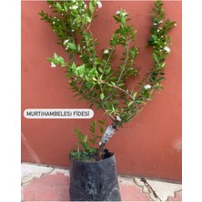 Tüplü Siyah Murt(Hambeles)Fidanı Boy: 70-90 cm