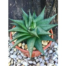 Smyrna Garden Yılan Derisi Sukulent - 5,5 cm Saksıda - Haworthia Limifolia Succulent