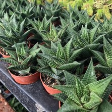 Smyrna Garden Yılan Derisi Sukulent - 5,5 cm Saksıda - Haworthia Limifolia Succulent