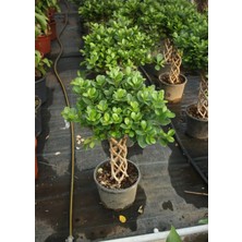 Smyrna Garden Sokak Benjamini / Ficus Microcarpa / Evrim Ağacı / 60-80 cm / Dış Mekan Bitkisi