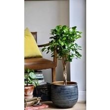 Smyrna Garden Sokak Benjamini / Ficus Microcarpa / Evrim Ağacı / 60-80 cm / Dış Mekan Bitkisi