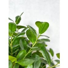 Smyrna Garden Sokak Benjamini / Ficus Microcarpa / Evrim Ağacı / 60-80 cm / Dış Mekan Bitkisi