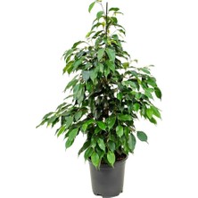 Smyrna Garden Yeşil Benjamin - 80-100 cm - İç Mekan - Salon Bitkileri