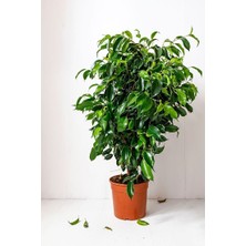 Smyrna Garden Yeşil Benjamin - 80-100 cm - İç Mekan - Salon Bitkileri