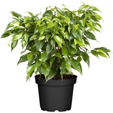 Smyrna Garden Yeşil Benjamin Bitkisi - 50-70 cm - Ficus Benjamina - İç Mekan Bitkileri