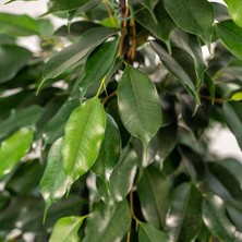 Smyrna Garden Yeşil Benjamin Bitkisi - 50-70 cm - Ficus Benjamina - İç Mekan Bitkileri