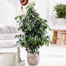 Smyrna Garden Yeşil Benjamin Bitkisi - 50-70 cm - Ficus Benjamina - İç Mekan Bitkileri