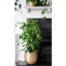 Smyrna Garden Yeşil Benjamin Bitkisi - 50-70 cm - Ficus Benjamina - İç Mekan Bitkileri