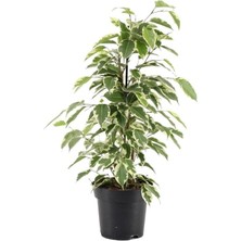 Smyrna Garden Alacalı Benjamin - 50-70 cm - İç Mekan - Salon Bitkileri