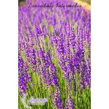 Lavande Organik Lavanta Masaj YAĞI-50ML
