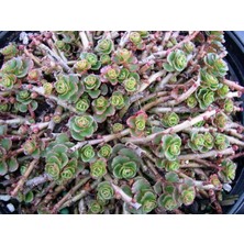 Sedum Spurium