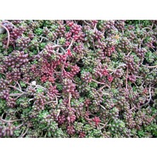 sedum Album