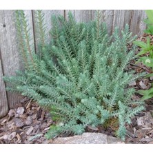 Sedum Reflexum