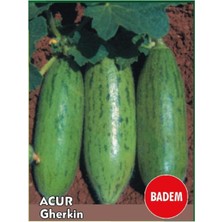 Ayc Botanik Süper Paket 500 Adet Tohum Nadir Ithal Çin Badem Acur Tohumu Çin Acuru