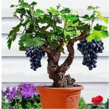 Ayc Botanik Bodur Siyah Üzüm Bonzai Ağacı Tohumu 10 Adet Bonsai Ağacı Tohumu