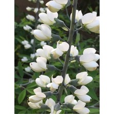 Ayc Botanik 10 Adet White Wild Indigo Tohumu