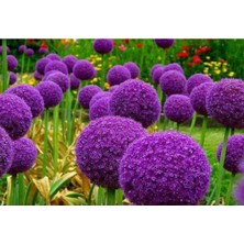 Ayc Botanik 20 Adet Giant Ball Onion Allium Christophii Huge Hardy Perennial Tohumu