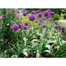 Ayc Botanik 20 Adet Giant Ball Onion Allium Christophii Huge Hardy Perennial Tohumu