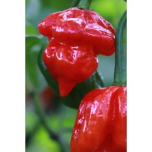 Ayc Botanik Dünyanın En Acısı Trinidad Scorpion Biber Tohumu / 10+ Adet Tohum