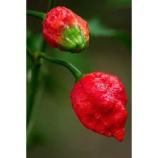 Ayc Botanik Dünyanın En Acısı Trinidad Scorpion Biber Tohumu / 10+ Adet Tohum