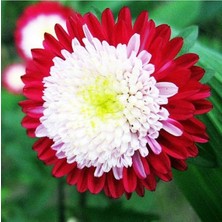 Ayc Botanik 10 Adet Aster Pompon Winter Cherry Red Tohumu