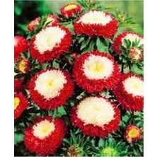 Ayc Botanik 10 Adet Aster Pompon Winter Cherry Red Tohumu