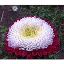 Ayc Botanik 10 Adet Aster Pompon Winter Cherry Red Tohumu