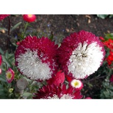 Ayc Botanik 10 Adet Aster Pompon Winter Cherry Red Tohumu