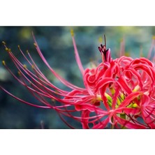 Ayc Botanik 10 Adet Red Lycoris Radiata Tohumu