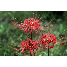 Ayc Botanik 10 Adet Red Lycoris Radiata Tohumu