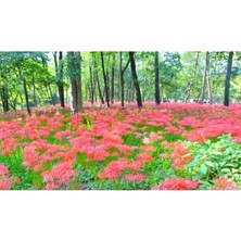 Ayc Botanik 10 Adet Red Lycoris Radiata Tohumu