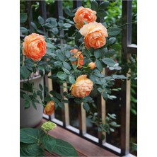 Ayc Botanik 10 Adet Mix Clımbıng Rose Rosa Bush Tohumu