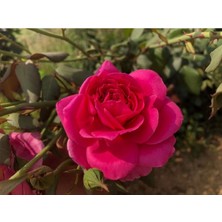 Ayc Botanik 10 Adet Mix Clımbıng Rose Rosa Bush Tohumu