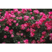 Ayc Botanik 10 Adet Mix Clımbıng Rose Rosa Bush Tohumu