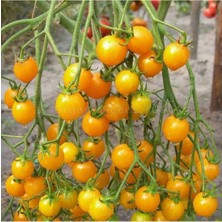 Ayc Botanik 20 Adet Golden Cherry Domates Tohumu