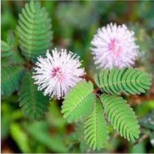 Ayc Botanik 20 Adet Mimosa Pudica Tohumu