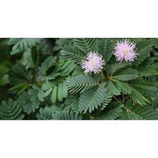 Ayc Botanik 20 Adet Mimosa Pudica Tohumu