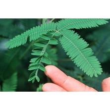 Ayc Botanik 20 Adet Mimosa Pudica Tohumu