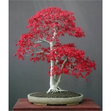 Ayc Botanik Bodur Acer Rubrum Bonzai Ağacı Tohumu 5 Adet Bonsai Ağacı Tohumu