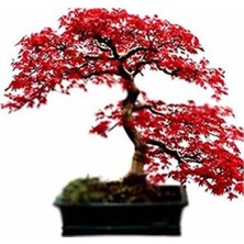 Ayc Botanik Bodur Acer Rubrum Bonzai Ağacı Tohumu 5 Adet Bonsai Ağacı Tohumu