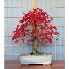 Ayc Botanik Bodur Acer Rubrum Bonzai Ağacı Tohumu 5 Adet Bonsai Ağacı Tohumu