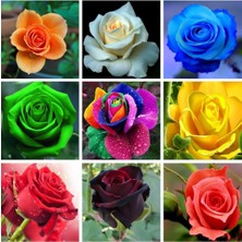 Ayc Botanik 9 Çeşit 18 Adet Karışık Gül Tohumu Paketi