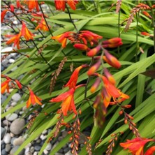 Ayc Botanik 10 Adet Organic Crocosmia Lucifer Tohumu