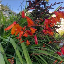 Ayc Botanik 10 Adet Organic Crocosmia Lucifer Tohumu