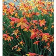 Ayc Botanik 10 Adet Organic Crocosmia Lucifer Tohumu