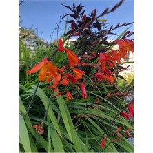 Ayc Botanik 10 Adet Organic Crocosmia Lucifer Tohumu